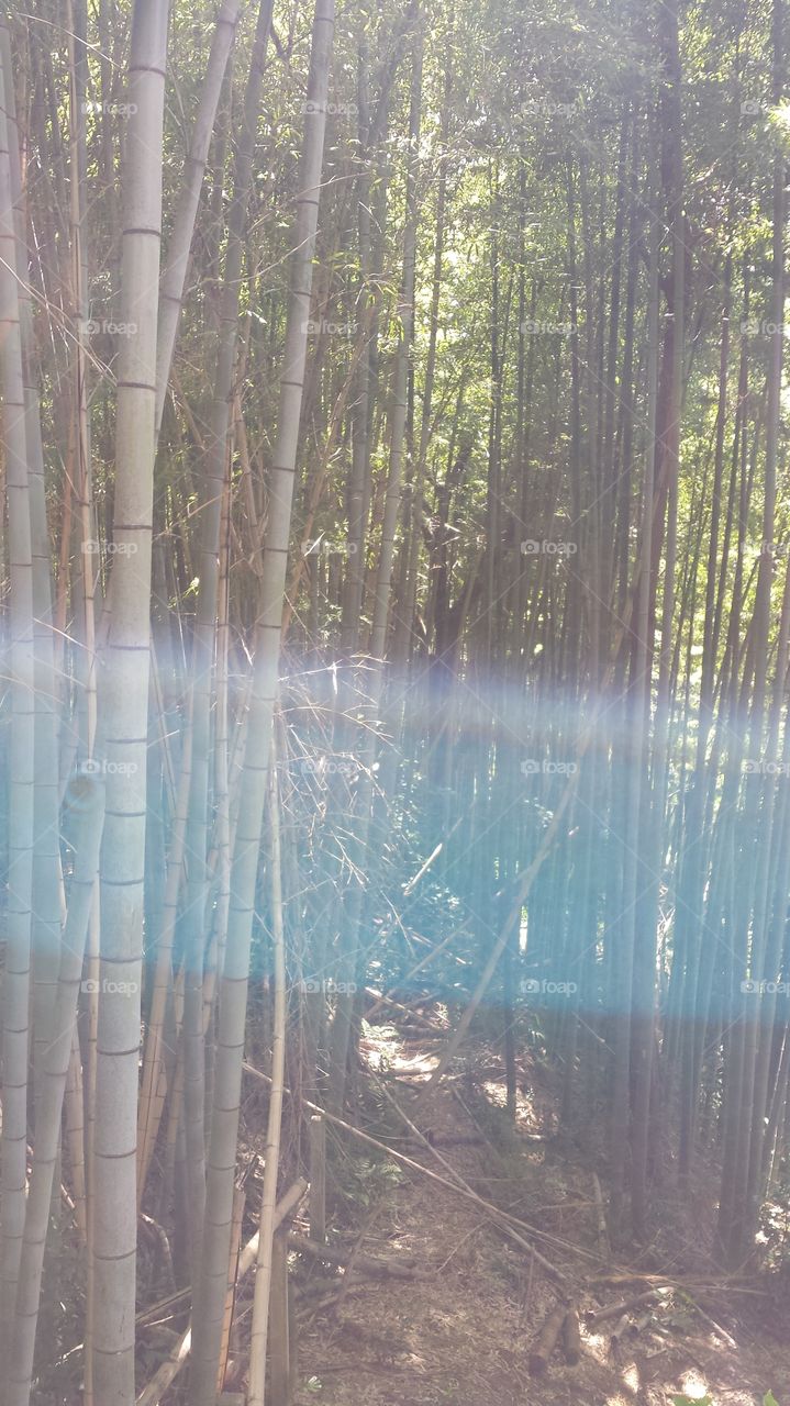 Reflections in Japan. walking through a bamboo forest in Japan