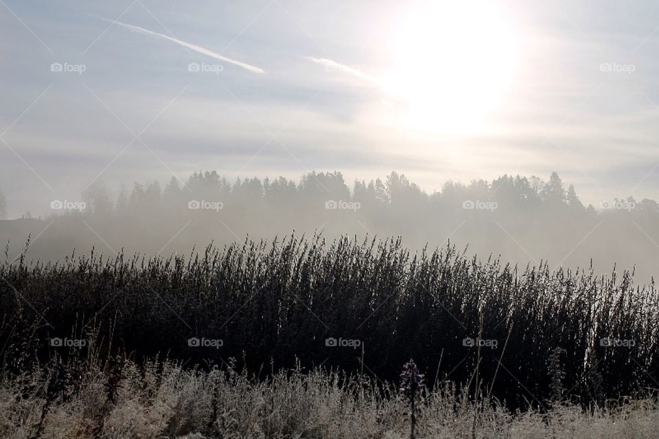 winter morning natur frost by merethe