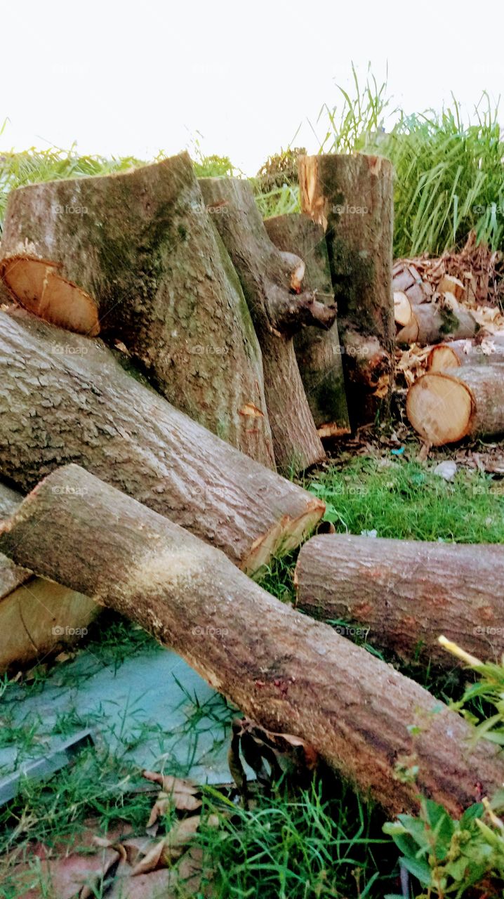troncos de árvore cortadas