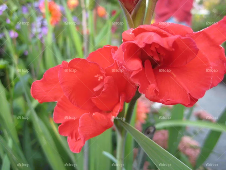 flower