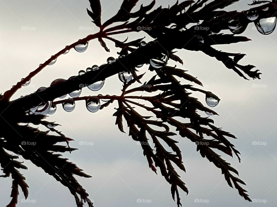 Raindrops on twig