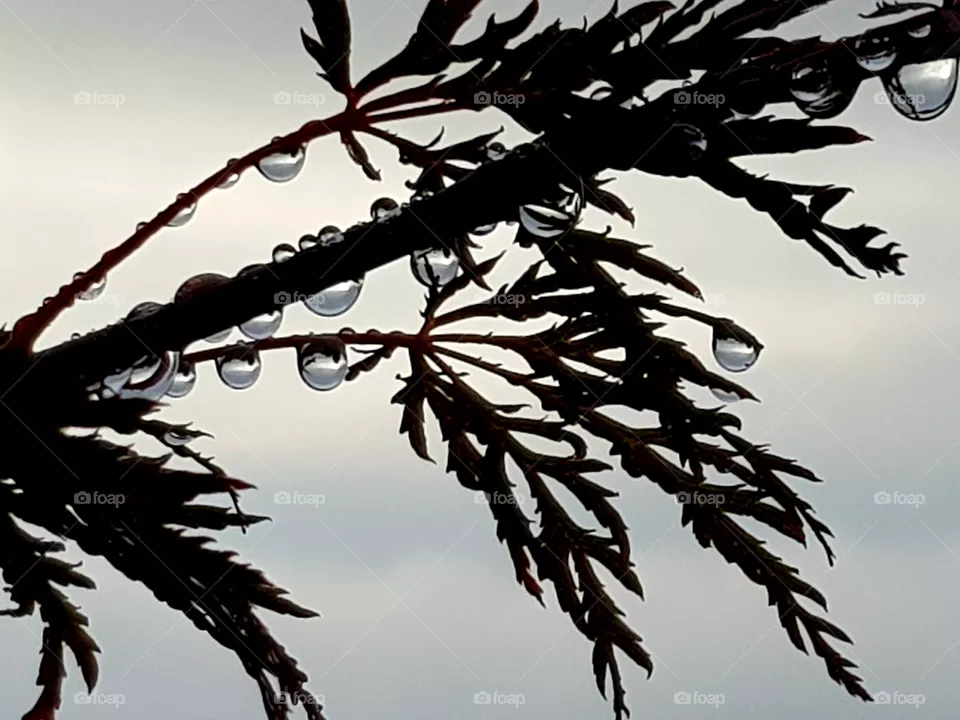 Raindrops on twig