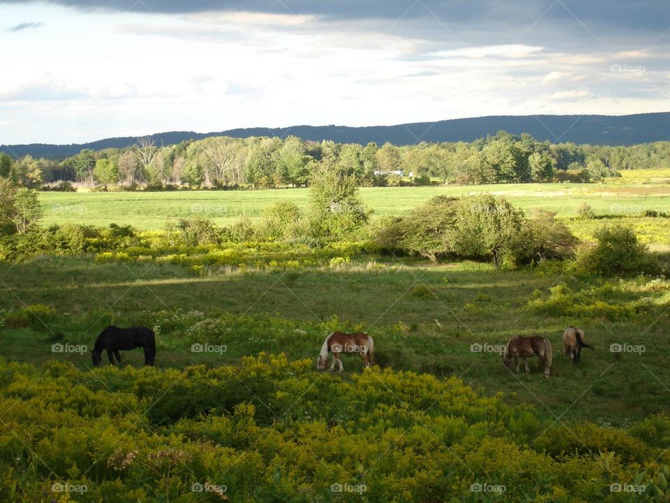 Horse feeding on pasture