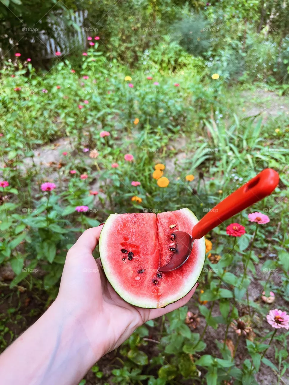 Ukrainian small watermelon 