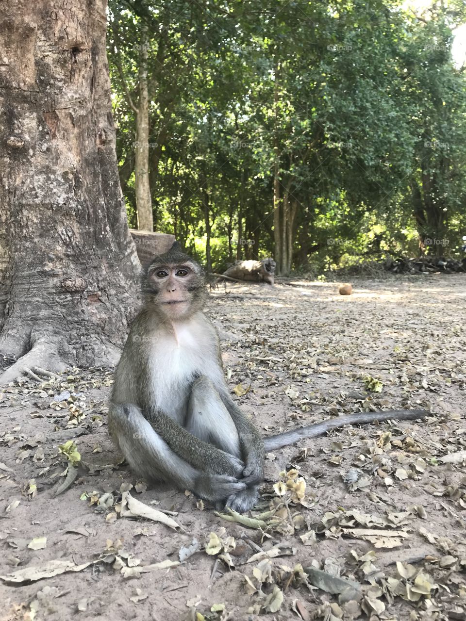 Monkey in Angkor Wat, Cambodia 