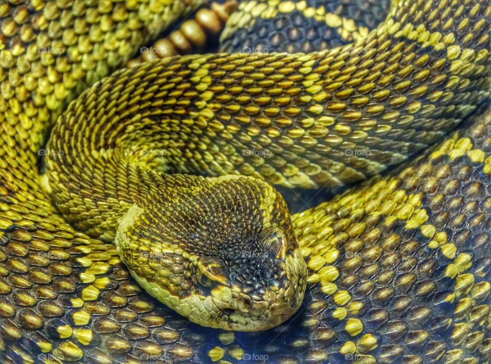 Yellow Snake