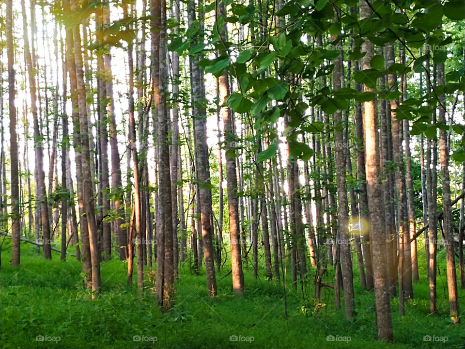 Sunlight beaming through a forest of thin trees with lush foliage covering the ground.