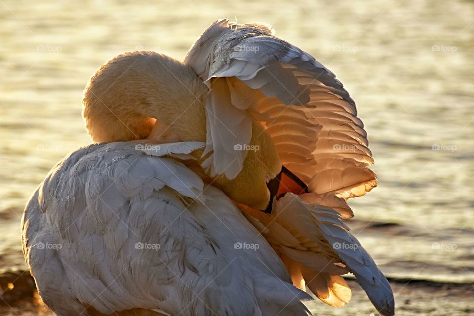 Bird, Feather, Nature, Beak, Wildlife