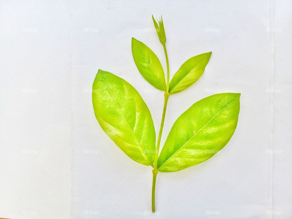 photo of fresh leaves in green with a white background