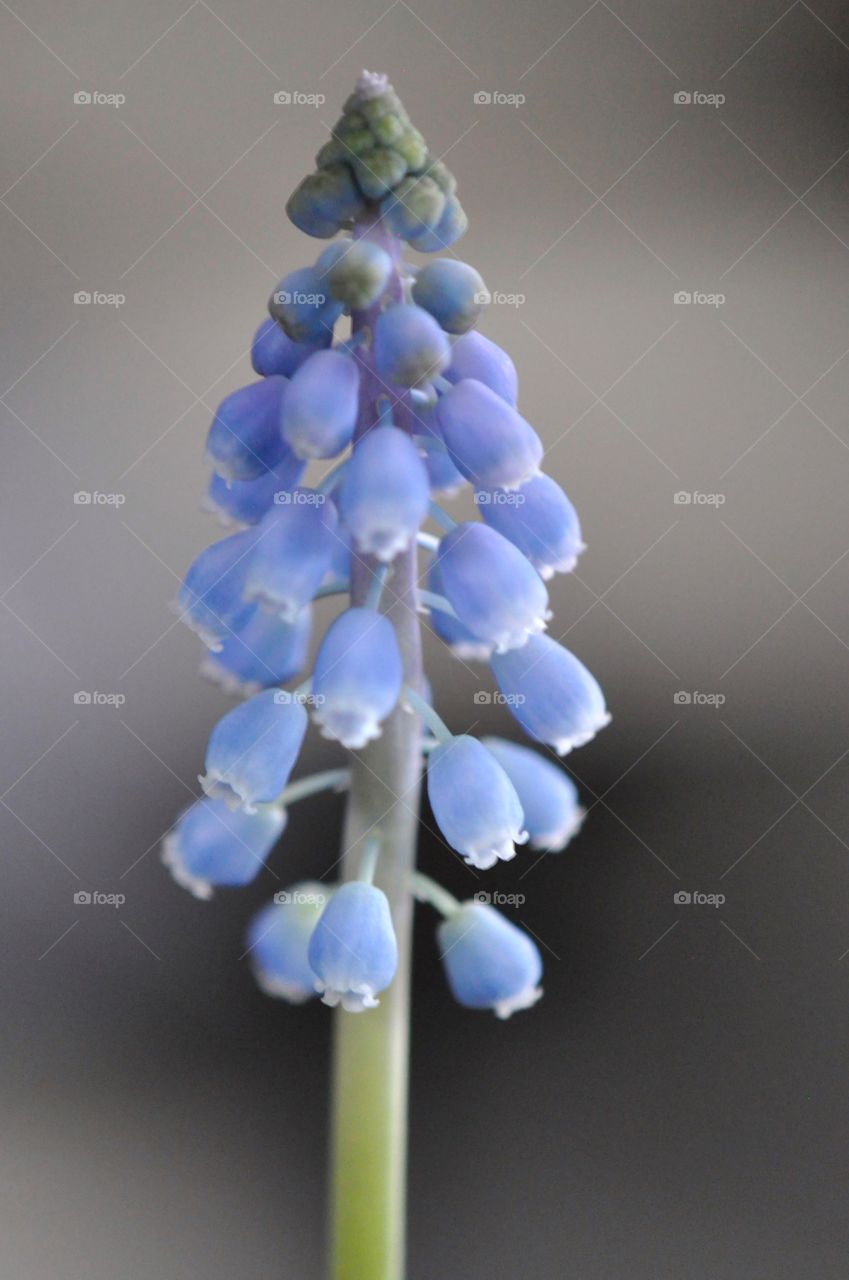 Grape-hyacinth