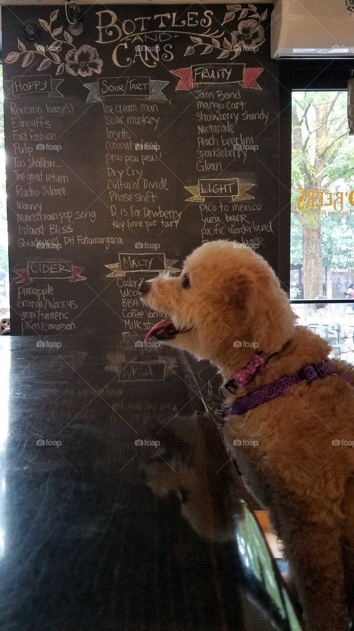 dog ordering drink at beer bar