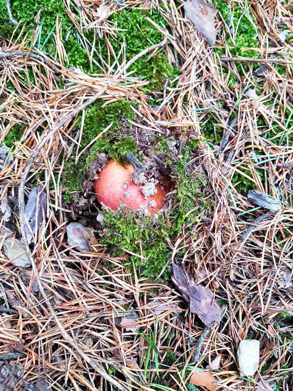hidden red mushroom in the forest