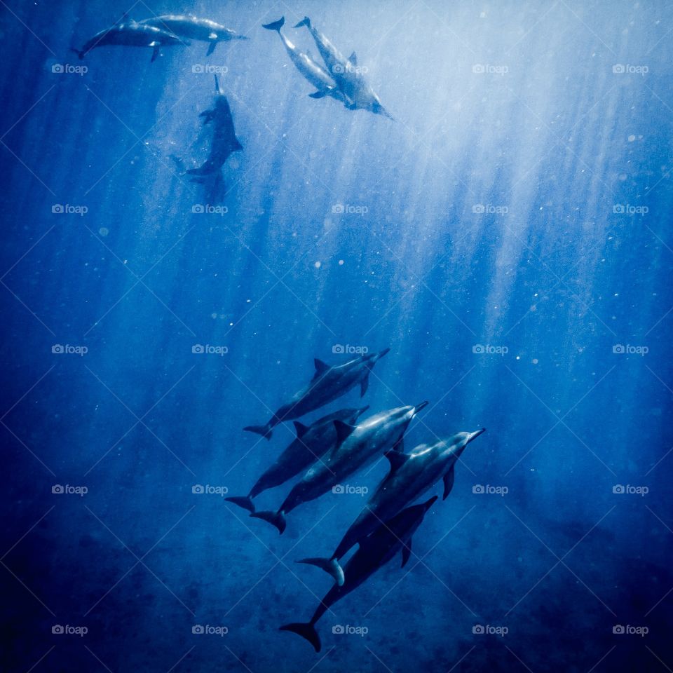 A Spinner Dolphin pod cruises the warm tropical waters of the Pacific in Hawaii. 