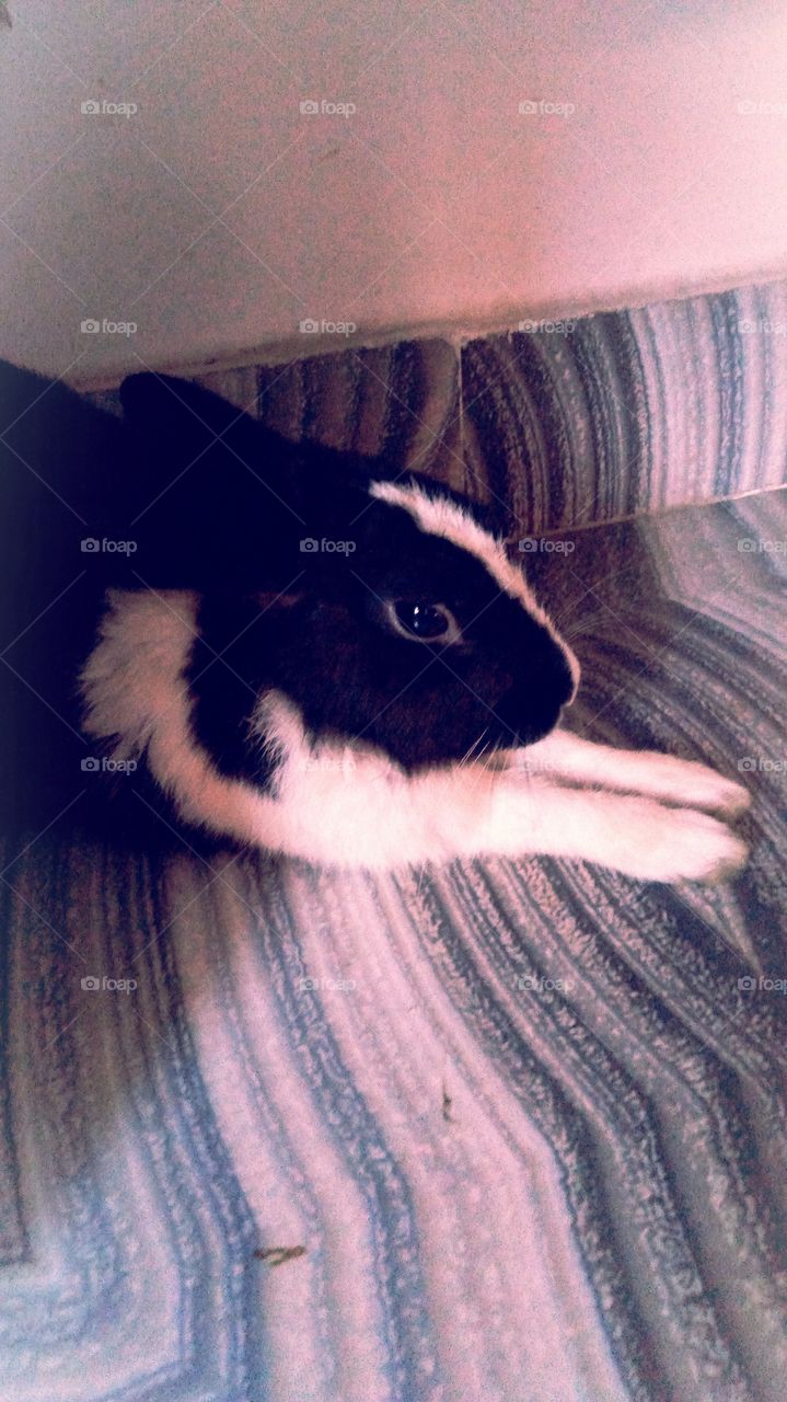 Meeting Rabbit UP India