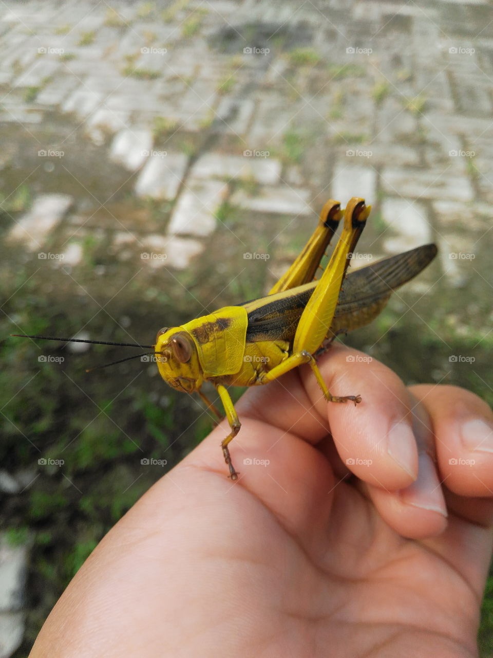 A friendly yellow grasshopper in my hand