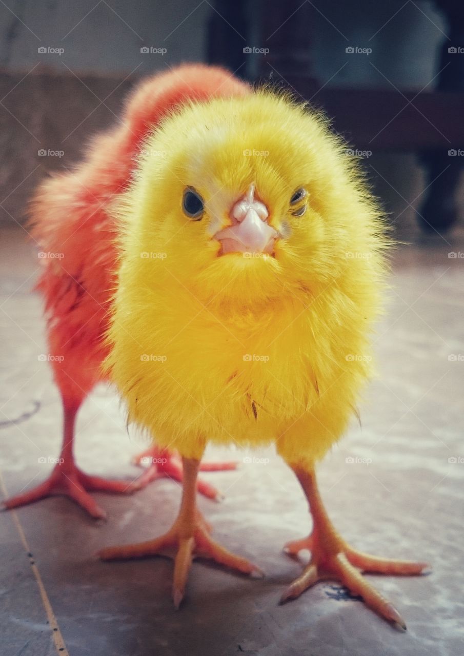 Close-up of a yellow chick