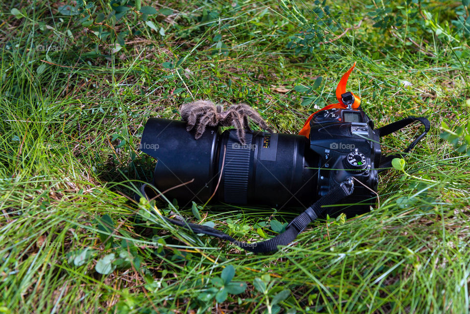 Tarantula alfresco walking through the camera