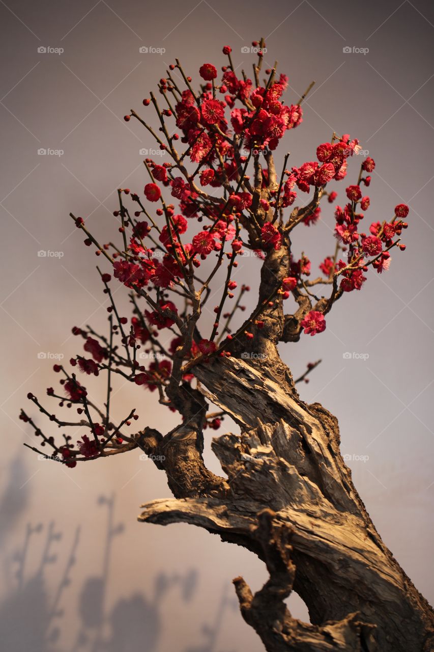 Close-up of red flame flower