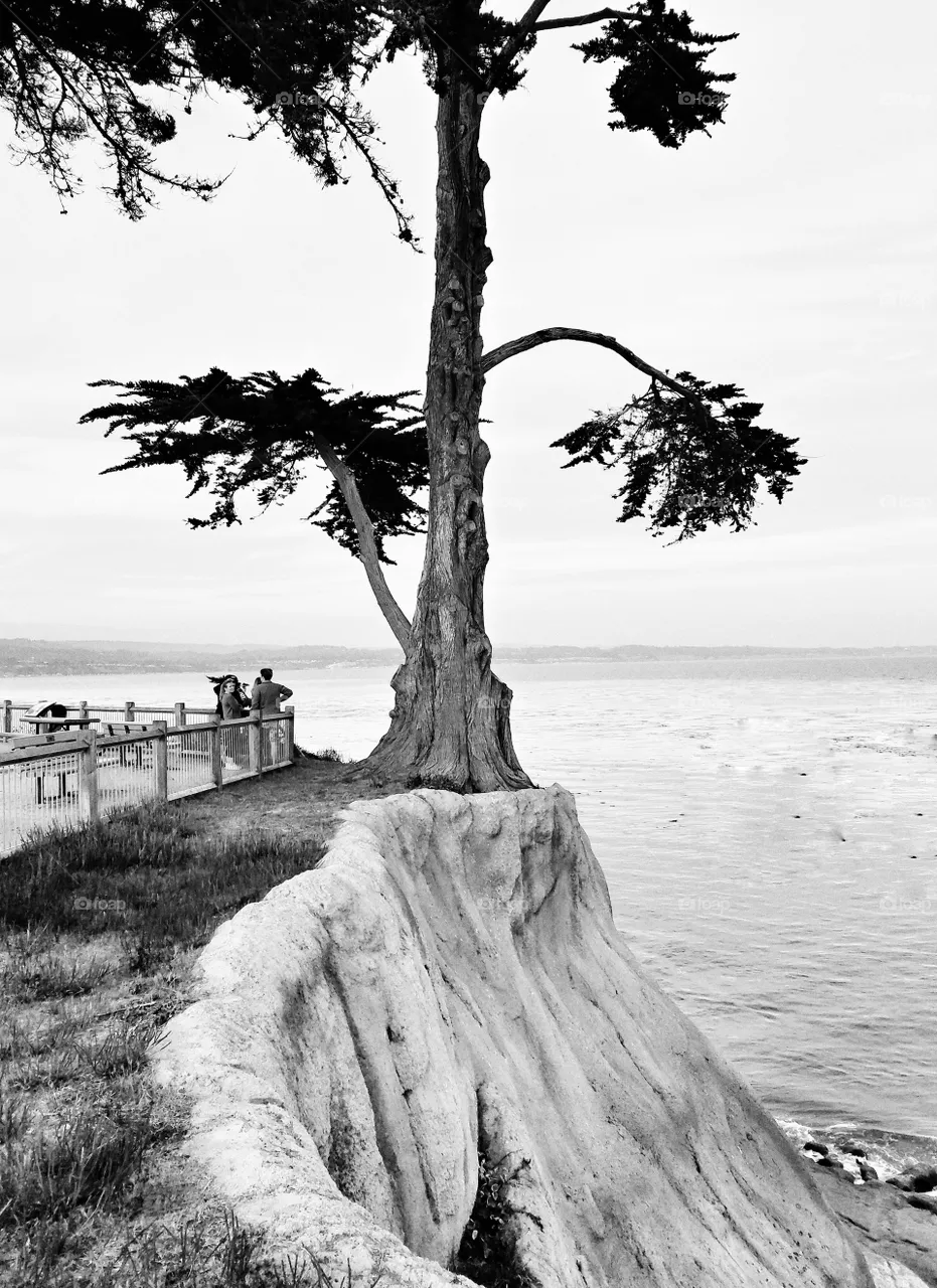 The tree