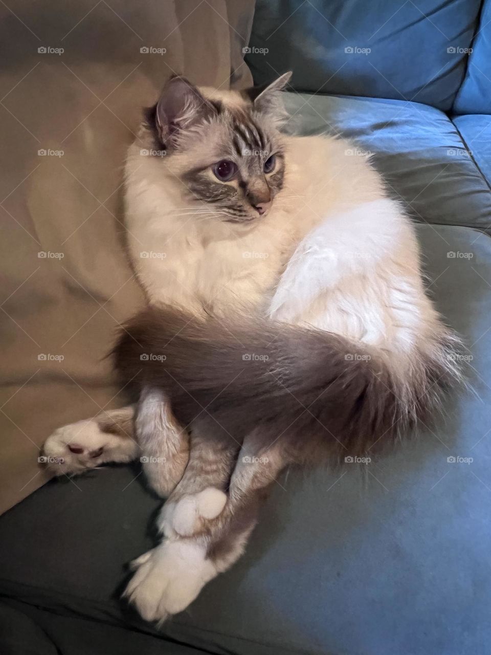 Cute sacred birman cat laying with all paws together 