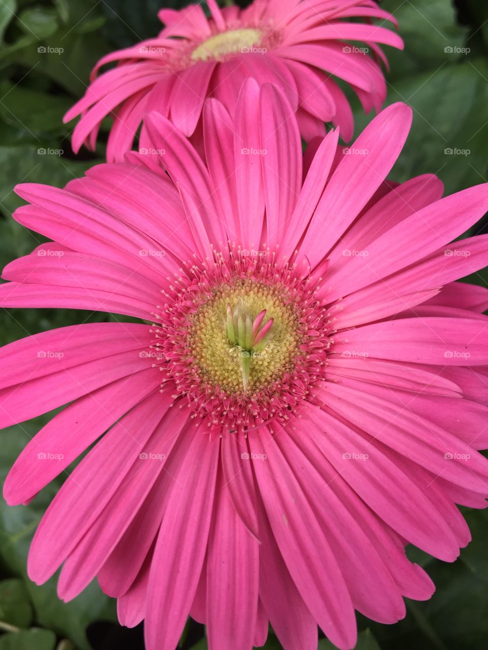 Directly above view of pink gerbera daisy