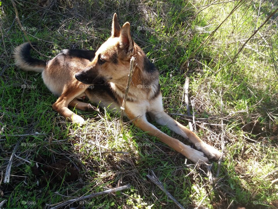 Spring walk with dog