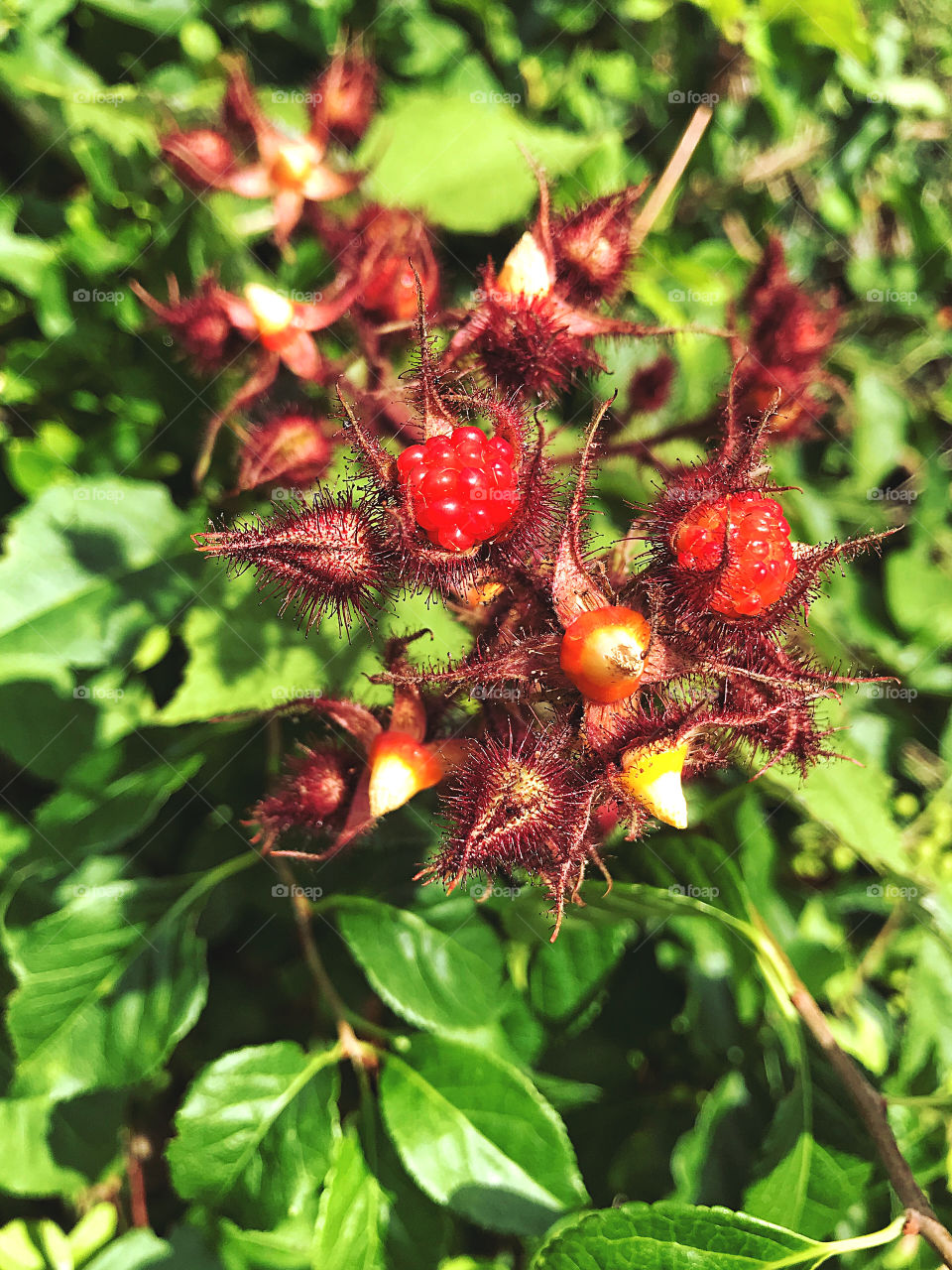 Wild berries 