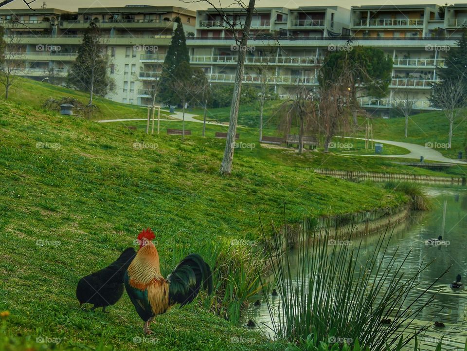 Cock in the Park