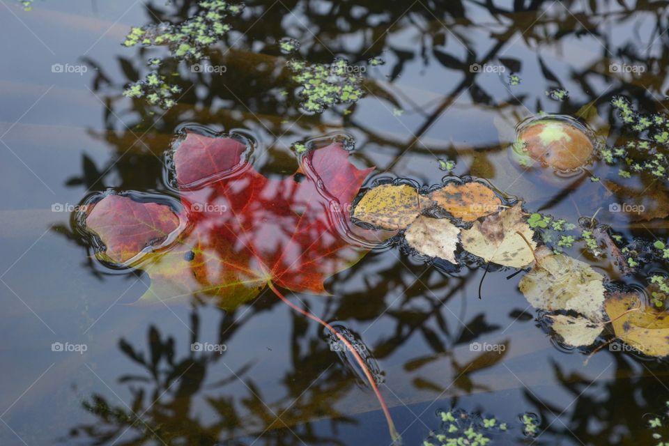 Nature, Leaf, Color, Beautiful, Water