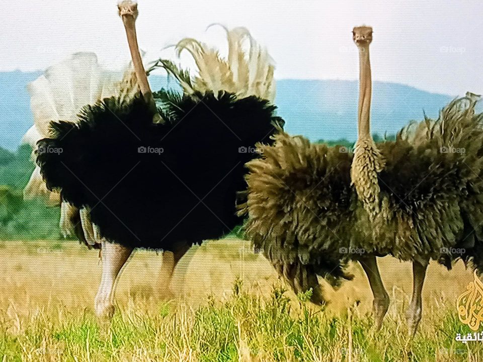 two ostrich photography