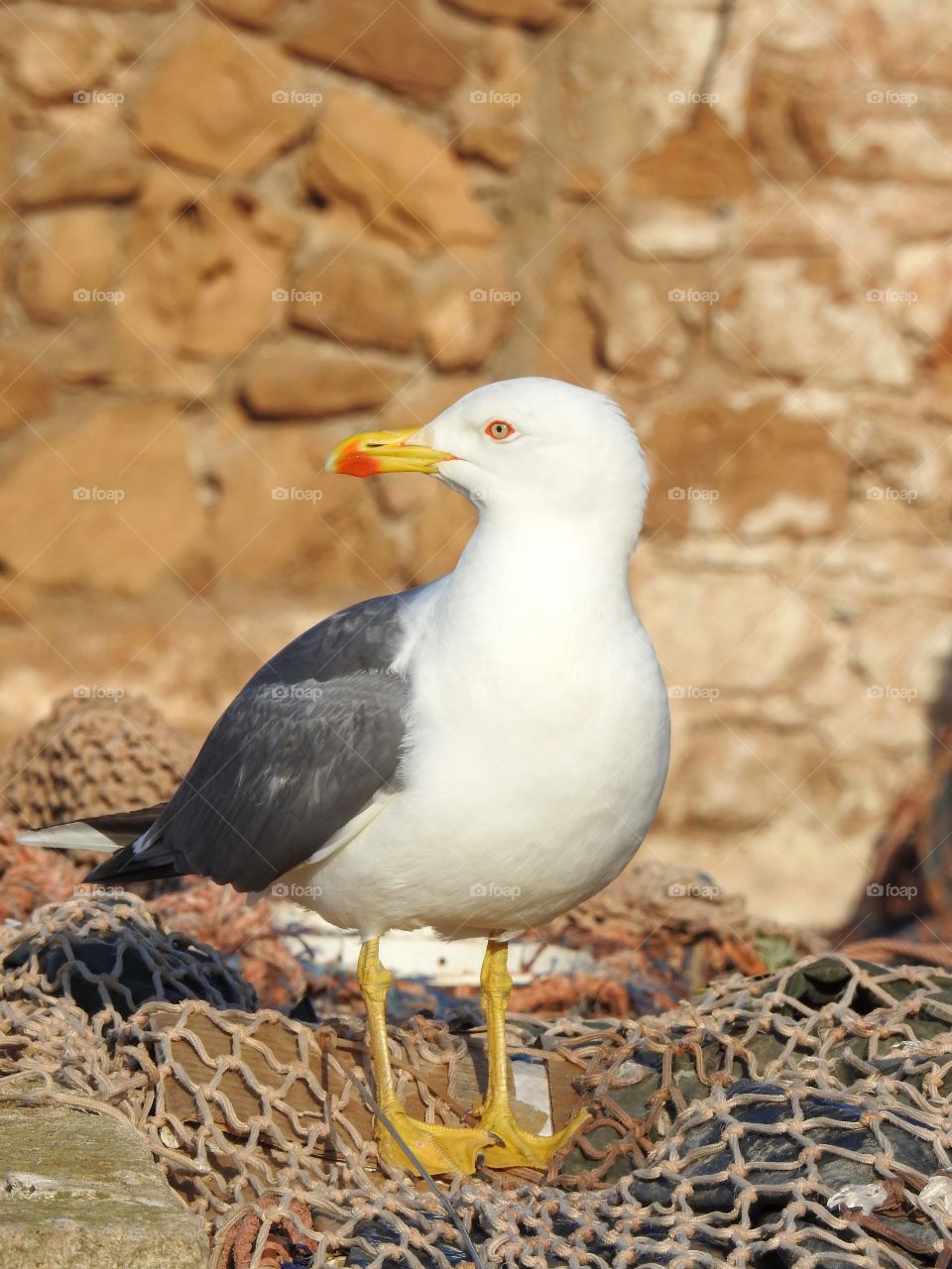 Close-up of a bird