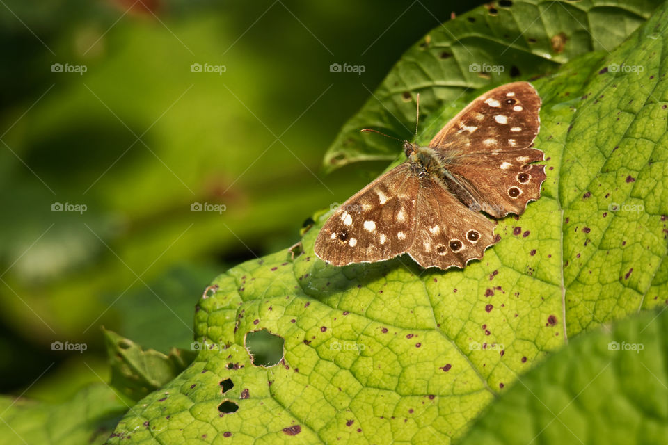 Brown butterfly on a green leaf