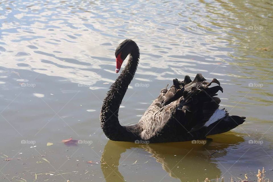 Black Swan