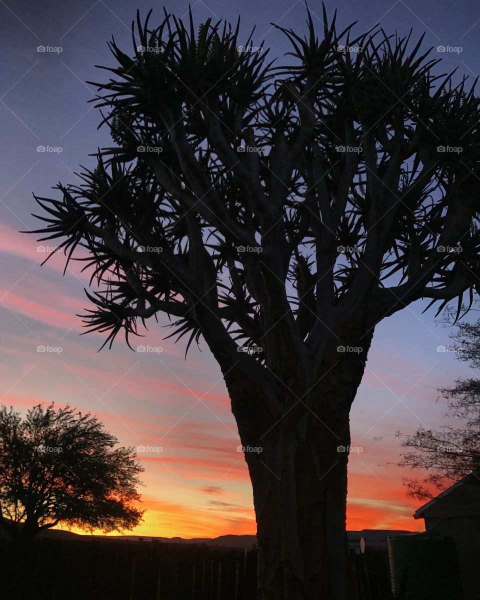Kokerboom silhouette in the sunset in the desert. 