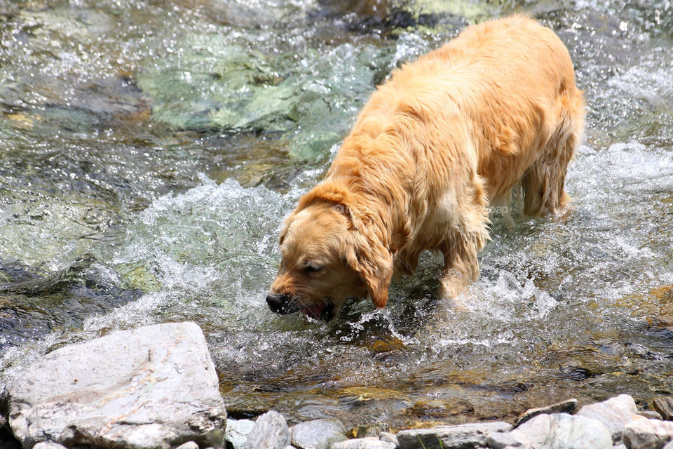golden labrador retriver acqua by eliadalmasso