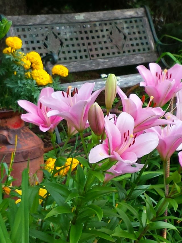 Pretty in Pink