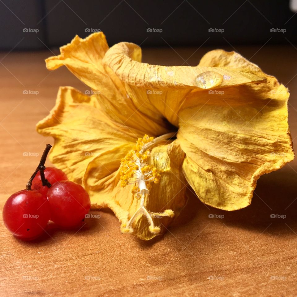 Beautiful yellow flower 