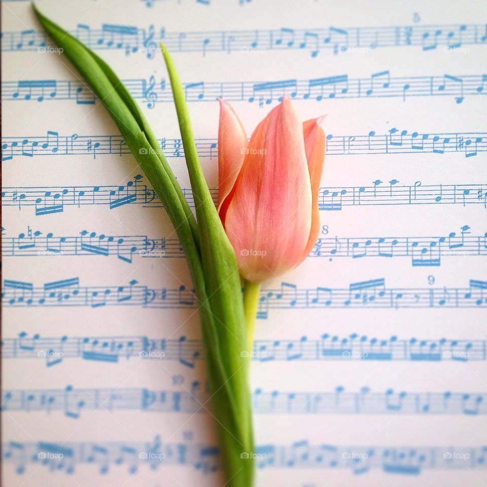 Beautiful pink flower on musical note