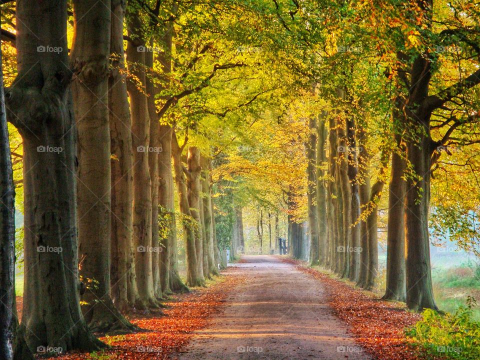 Autumn in Holland
