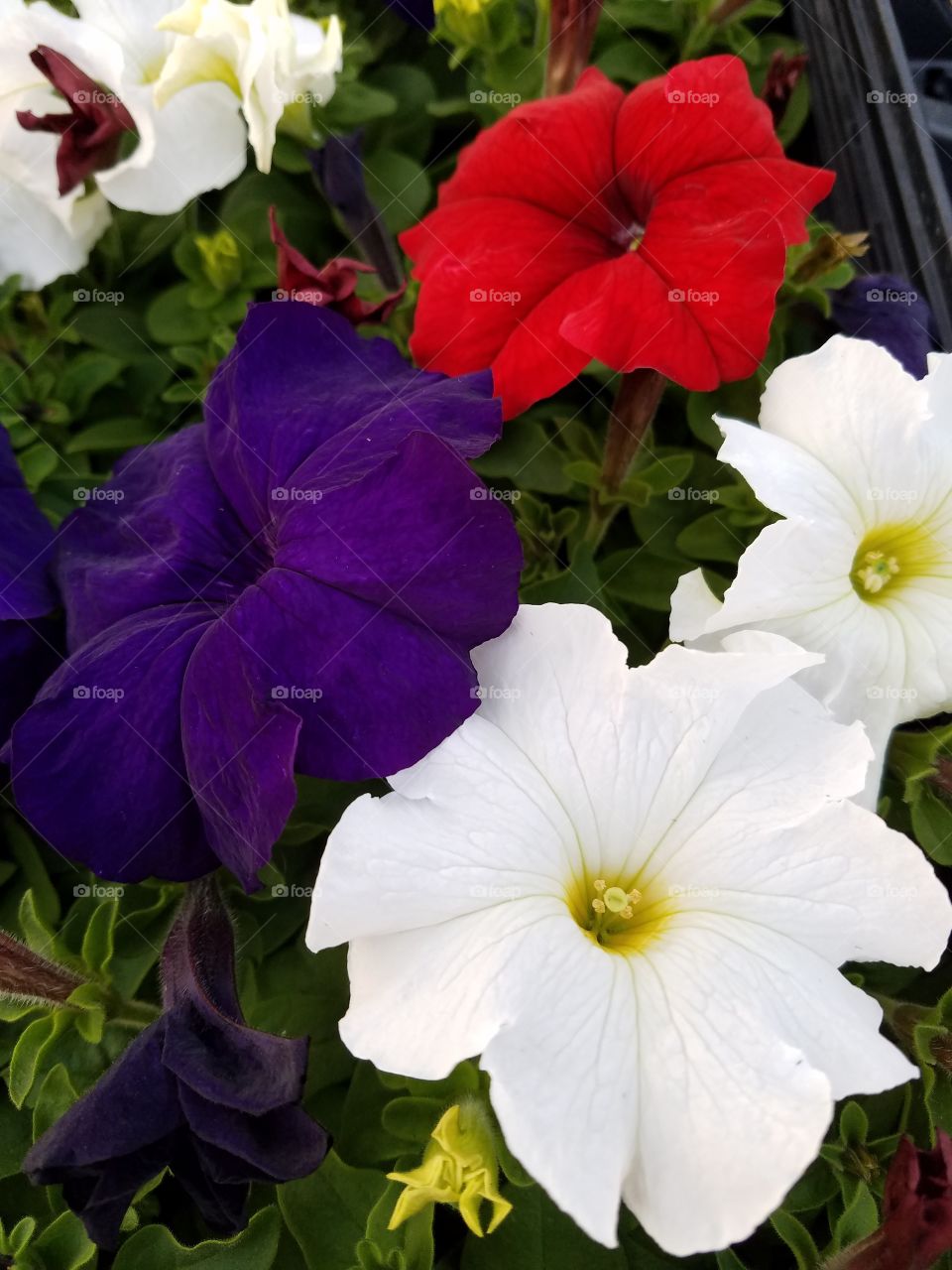 Flowers blooming in garden