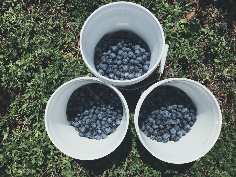 Three bucket fulls of blueberries in the nice spring sun waiting to be packed 