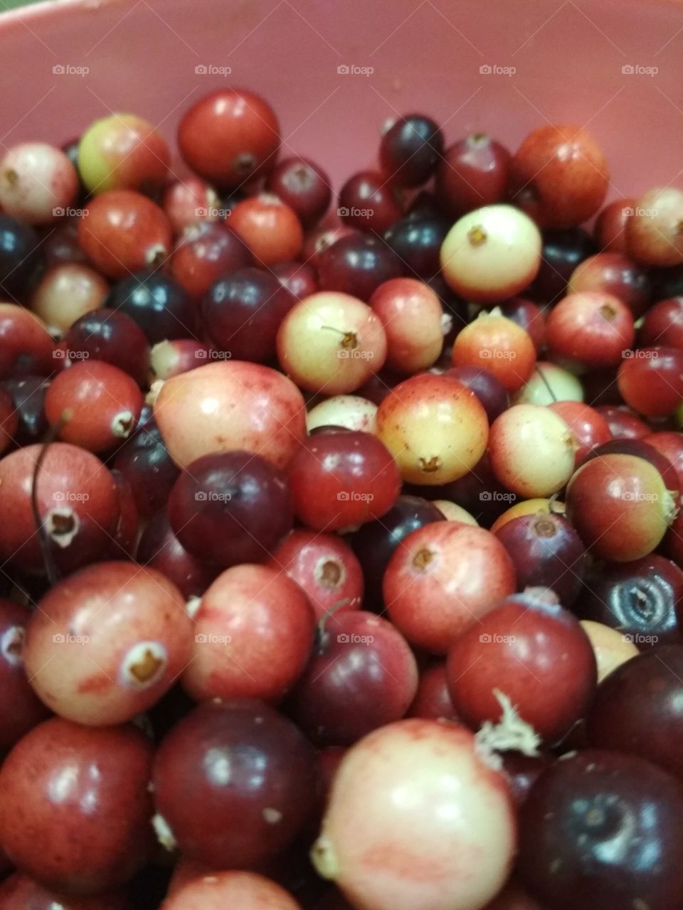 cranberries grow on a swamp, bright, ripe harvested in September