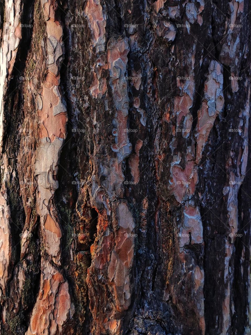 Wood background is a texture found in nature.