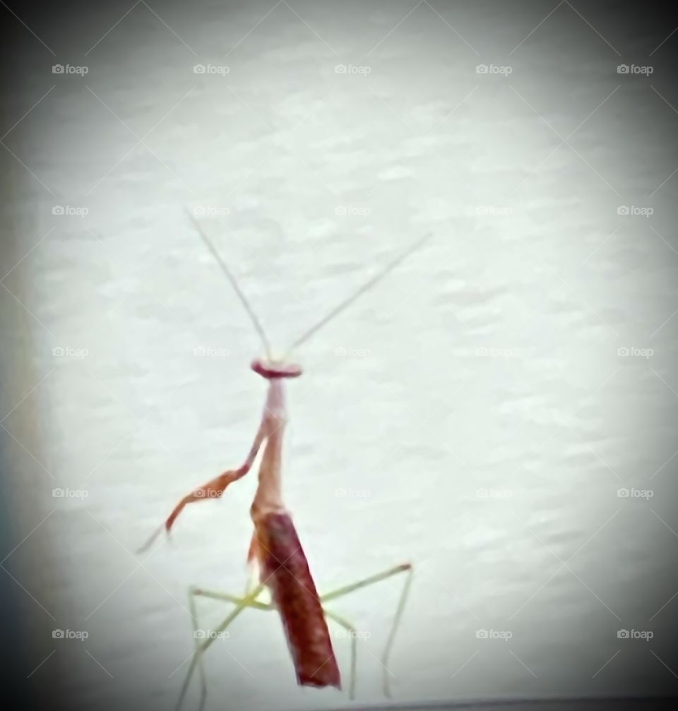 Praying Mantis 