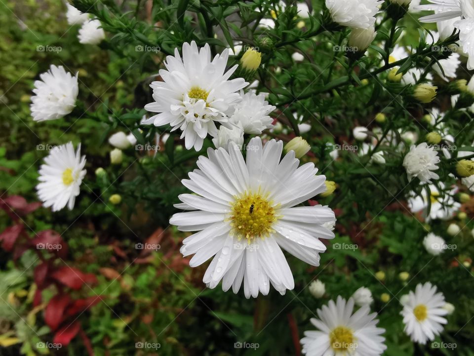 Autumn rain on flowers