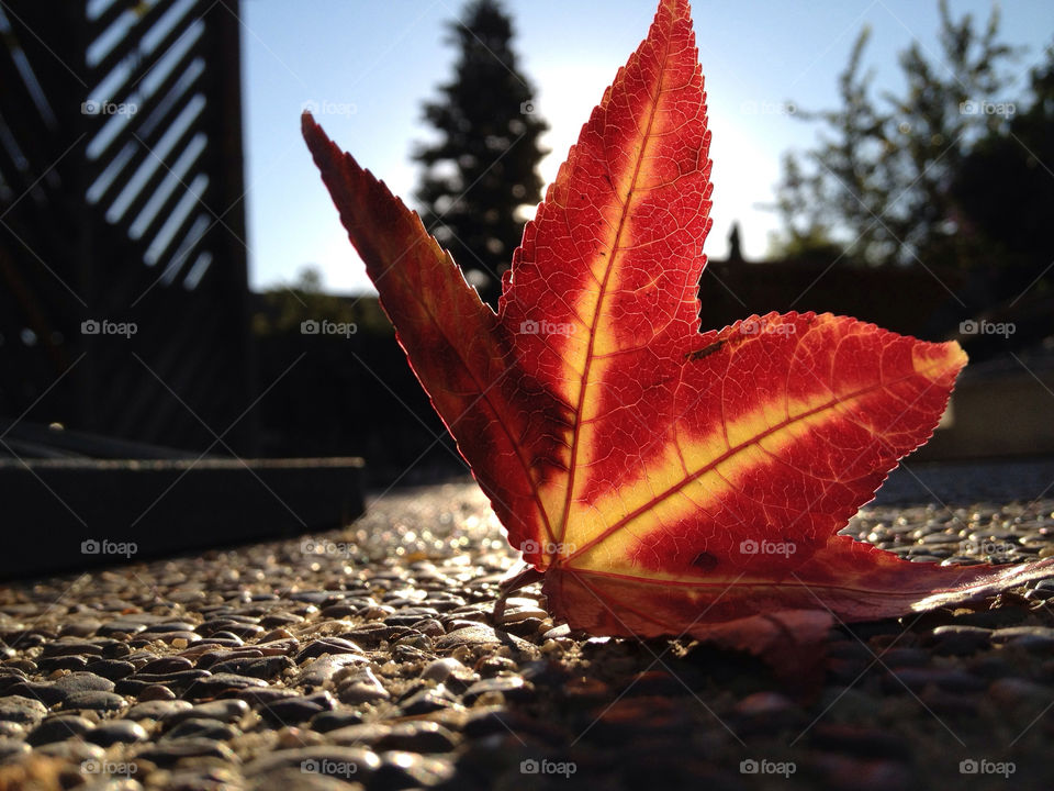 orange leaf fall autumn by alyfromuk2us
