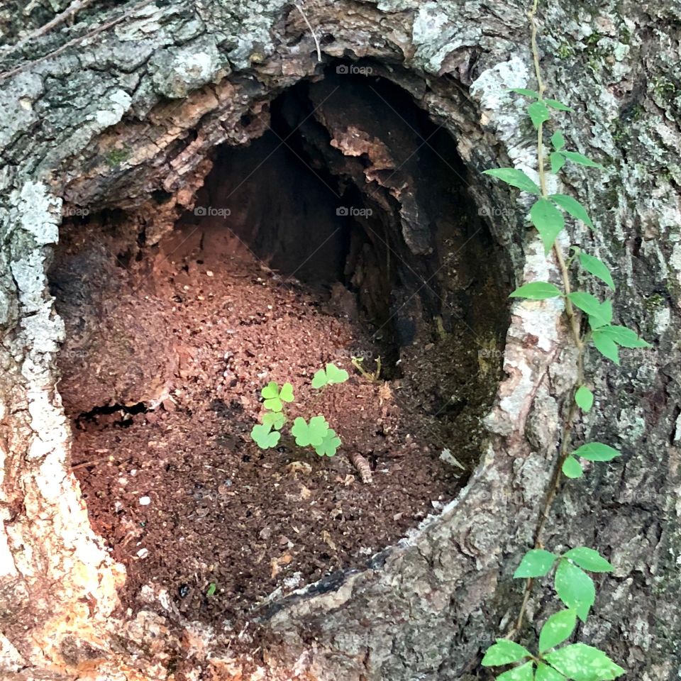 Sorrel growing in decaying tree. 