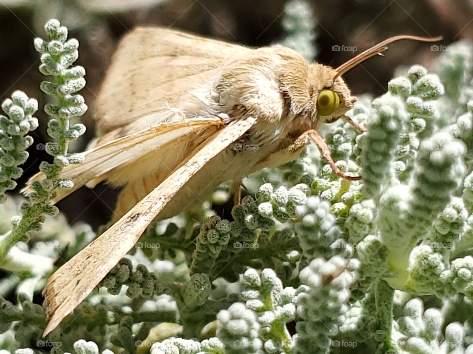 Tan colored moth known as corn earworm moth ( Heliothis zea ) on a gray santonila plant. Considered one of the worst pests of sweet corn. Usually nocturnal, although captured in this photo during daylight.