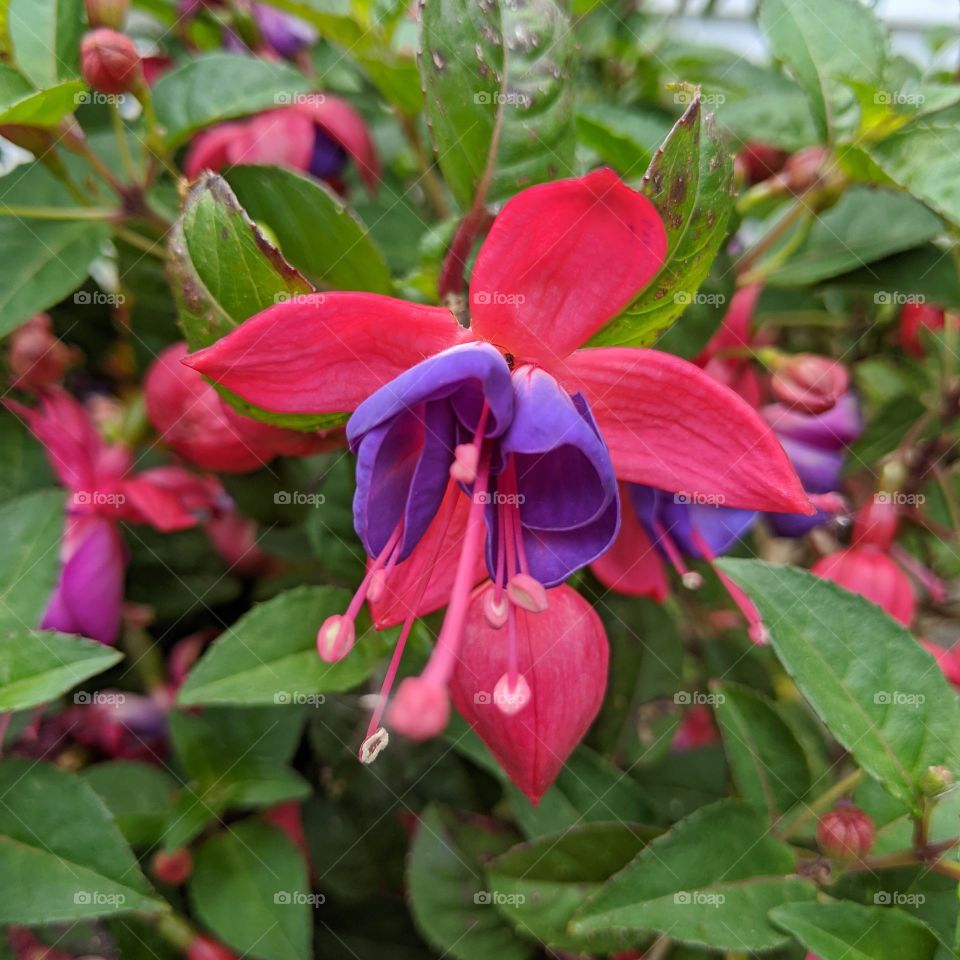 spring moments; the value of natural beauty; color pop; flowers in full bloom