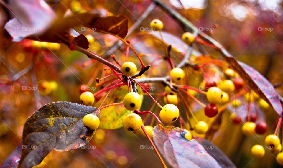 Fall berries